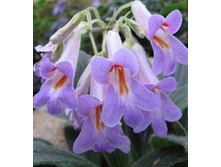 Sinensis Hisako