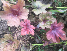 Fullsizeoutput 12b8.jpeg