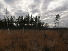 IMG 20201115 134811.jpg