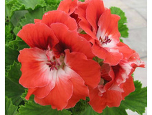 17 ����������� ���������� 'Mandarin'