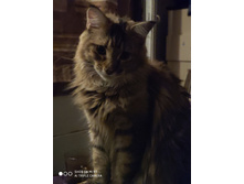 ���������, 10 ���