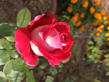 IMG 20200926 143413.jpg