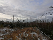 IMG 20201115 123803.jpg