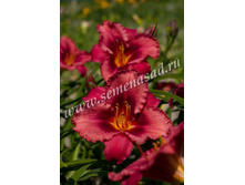 2021 ���� ���� �������� ���������