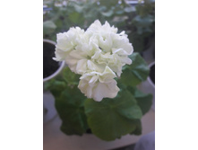 4 ���������� ���������� Mary