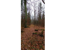 IMG 20201101 103208.jpg