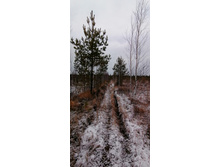 IMG 20201114 095301.jpg