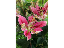 2020 ������ ���� ������ ����� ���������