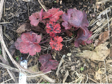 Fullsizeoutput 12b1.jpeg