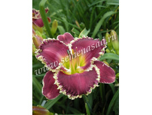 2021 ��������* �������� ���������