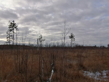 IMG 20201115 134518.jpg