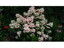 IMG 20190710 084333.jpg