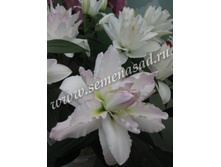 2020 ������ ����� ��������� ��������