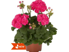 ���������� ���������� Survivor Rosalinda