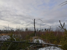 IMG 20201115 123559.jpg