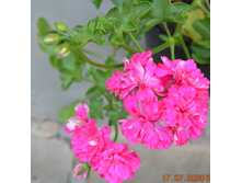 Cerise Carnation (������������)