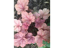 Fullsizeoutput 12c3.jpeg