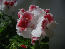 ���������� 'First Blush'