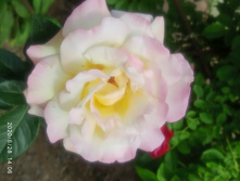 IMG 20200628 140639.jpg