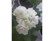 4 ���������� ���������� Mary