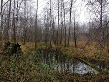 IMG 20201101 105159.jpg