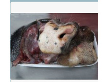 ��� ������� �� ���������