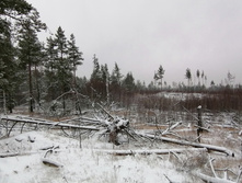 IMG 20201129 104358.jpg