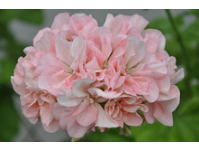 ���������� ���������� Queen Ingrid