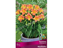 2020 �������� ������� ��� ����� �������� ���������