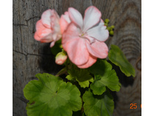 Swainham Mellow Yellow