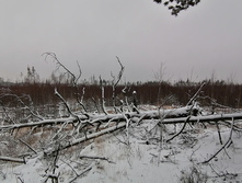 IMG 20201129 104455.jpg