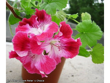 ����������� ���������� 'Peter's Choice'