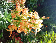 IMG 20200725 144147.jpg