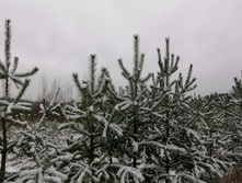 IMG 20201129 111628.jpg