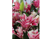 2021 ���� ������� ����� ��������� ��������