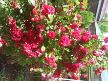 IMG 20200711 111321.jpg
