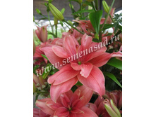 2021 ���� ������� ����� ��������� ��������