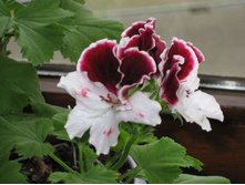 20 ����������� ���������� 'Georgia'