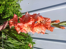 IMG 20200711 112925.jpg