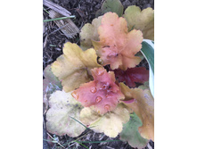 Fullsizeoutput 12b3.jpeg