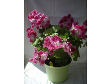 16 ����������� ���������� 'Peter's Choice'