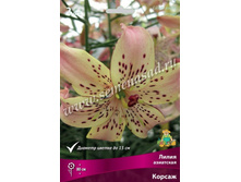 2020 ������ ����� ���������