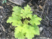 ���� �����