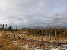 IMG 20201115 120206.jpg