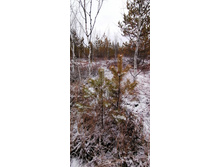 IMG 20201114 100637.jpg
