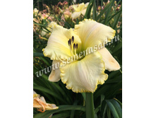 2021 ���������� ���� ���* �������� ���������