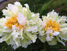 ���� ����* ���� ����������������