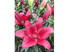 2020 ����� ��� ����� ��-������