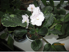 ������������ �������������, ������ ������.