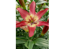 2021 ��� ���� ����� ���������